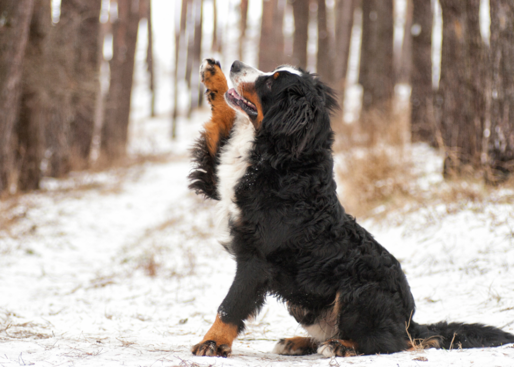 Large-sized breed